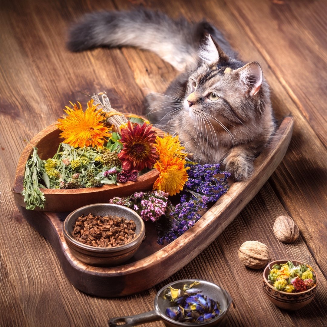 Harmonie Drops Katze – Natürliche Bachblüten - Leckerlis für Gelassenheit & innere Balance - Tier Glück