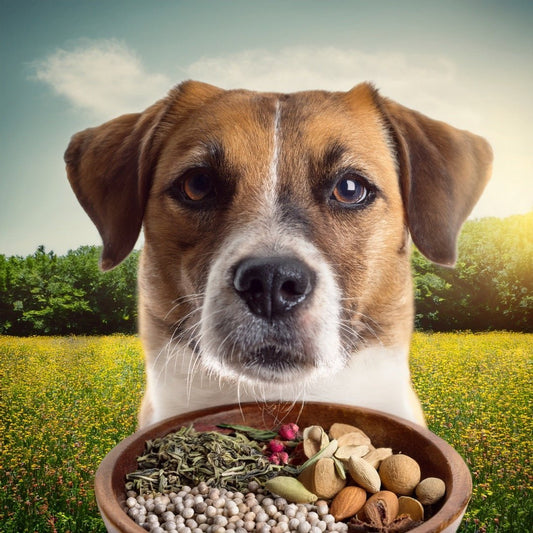 🐾 Bauchgefühl: Warum die Darmgesundheit bei Hund & Katze so wichtig ist - Tier Glück