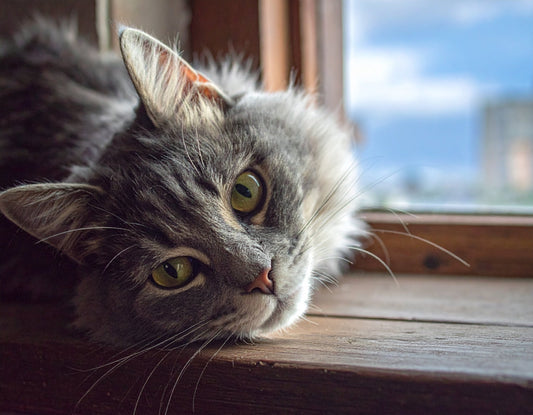 Die häufigsten Katzenkrankheiten – Symptome früh erkennen und richtig handeln - Tier Glück