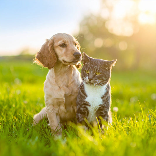 Hund wird nach Spaziergang im Frühling am Hals auf Zecken kontrolliert