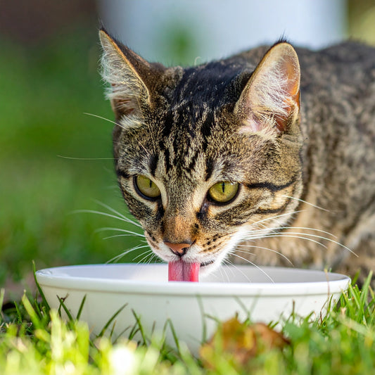 katze trinkt Wasser in der Hitze 