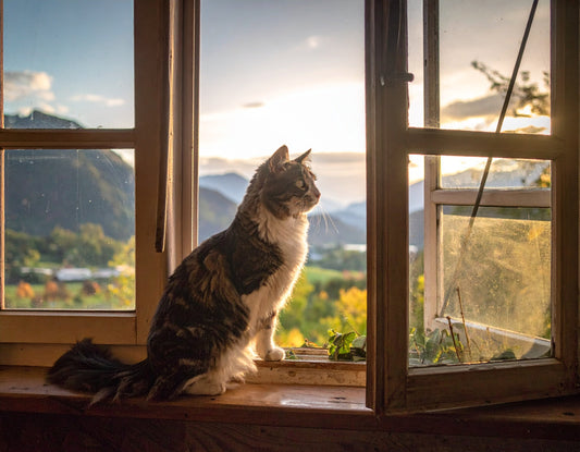 Katze sitzt am Fenster und schaut nach draußen während ihre Besitzer verreist sind