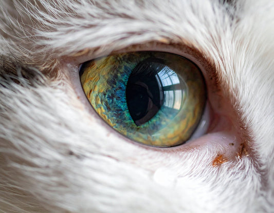 Katze mit leicht tränendem Auge wird von ihrem Besitzer aufmerksam beobachtet.