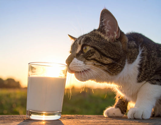 Katze schnuppert neugierig an einer kleinen Schale mit Naturjoghurt auf einem Tisch.