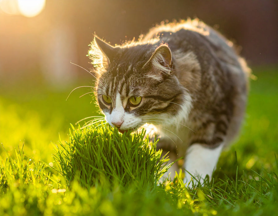 Katze knabbert an frischem Katzengras in einem Pflanzgefäß