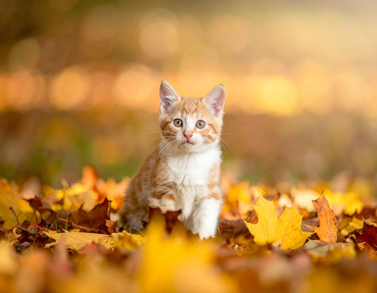 Tierarzt untersucht sanft das Fell einer kratzenden Katze auf Hautirritationen