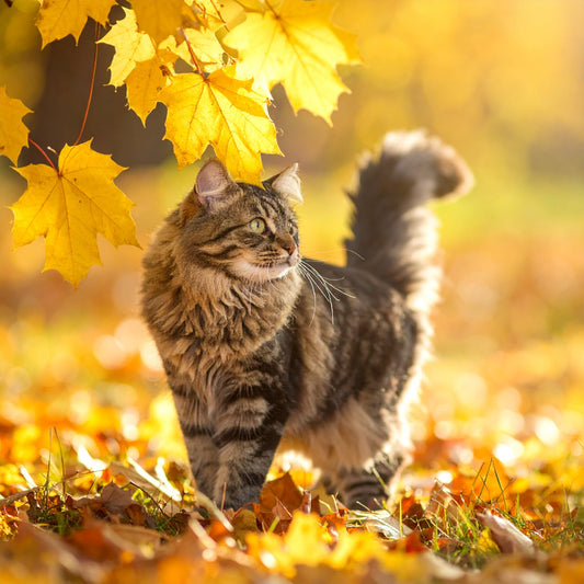 Ältere grau-getigerte Katze nimmt genussvoll einen gesunden Vitalitäts-Drop aus der Hand ihrer Halterin