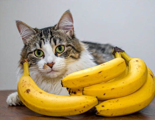 Dürfen Katzen Bananen essen? Das sollten Sie wissen - Tier Glück