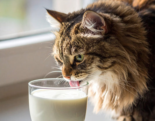 Dürfen Katzen Milch trinken? Das sollten Katzenhalter wissen - Tier Glück