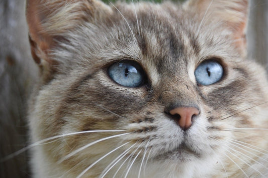 Duftendes Katzenstreu: Sinnvoll oder lieber ohne Duft? - Tier Glück