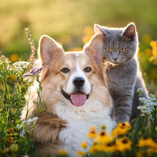 Entspannen auf vier Pfoten – wie Hunde & Katzen mehr Ruhe finden - Tier Glück