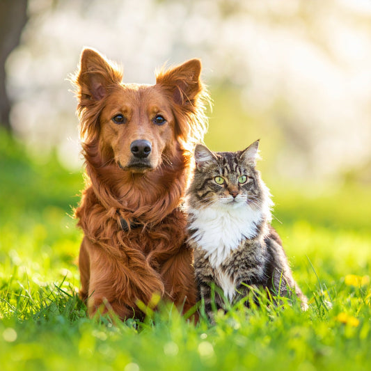 Fellpflege im Frühjahr – Unterschiede nach Felltyp bei Hund & Katze - Tier Glück