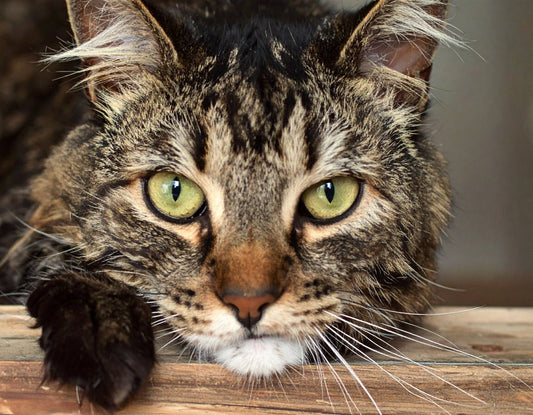 Flöhe bei Katzen erkennen: Symptome, Ursachen und was jetzt wichtig ist - Tier Glück