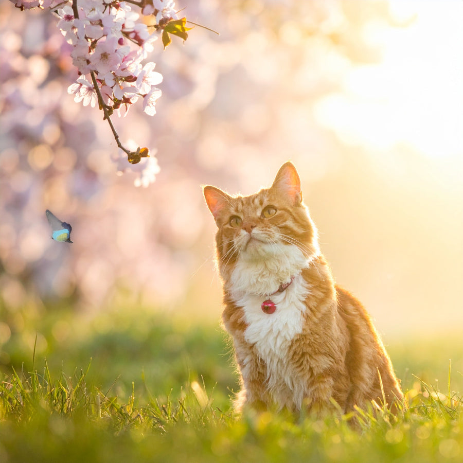 Frühjahrscheck für Hund & Katze – worauf Halter jetzt achten sollten - Tier Glück