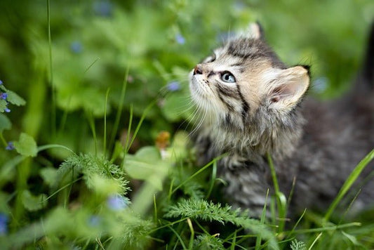 🌼 Frühling mit Hund & Katze – so starten deine Vierbeiner sicher in die warme Jahreszeit - Tier Glück