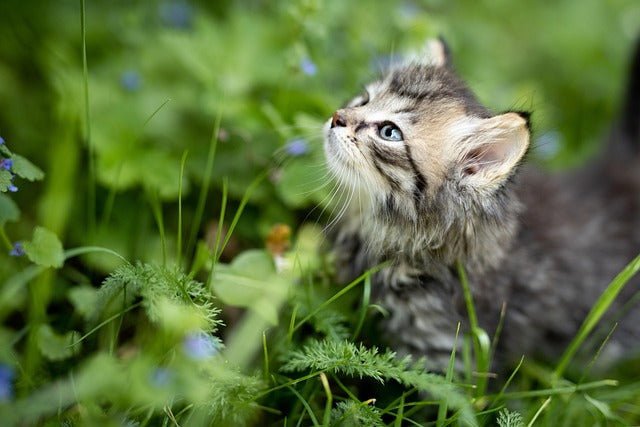🌼 Frühling mit Hund & Katze – so starten deine Vierbeiner sicher in die warme Jahreszeit - Tier Glück