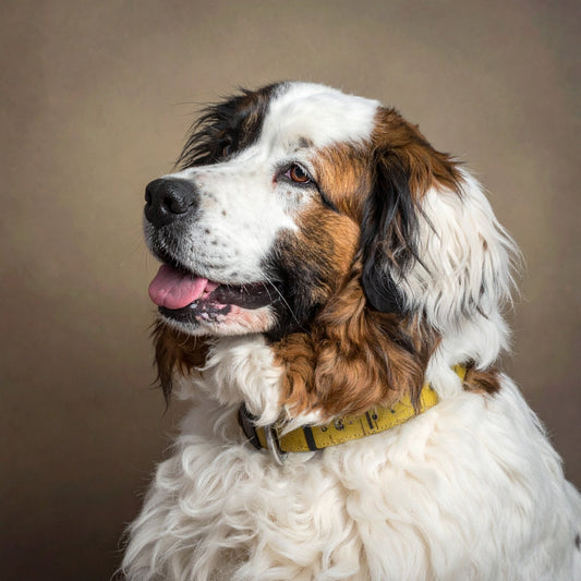 Hund hat im Winter zugenommen – jetzt gesund in den Frühling starten - Tier Glück