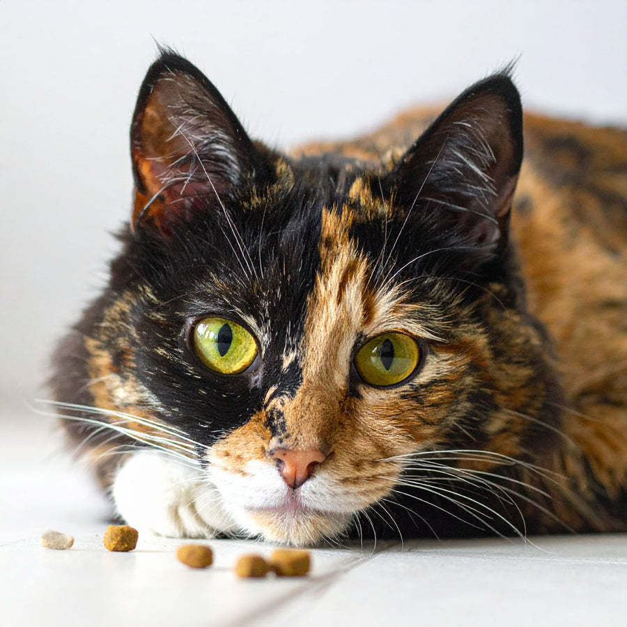 Ist Trockenfutter für Katzen schädlich? – Fakten, Mythen & Einordnung - Tier Glück