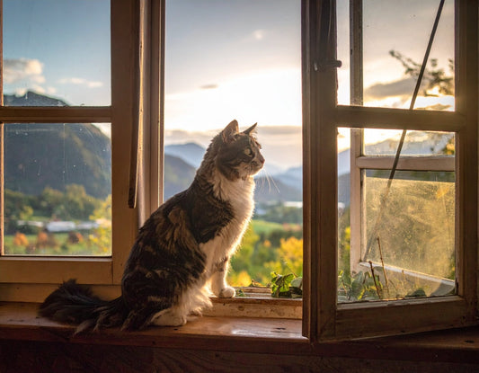 Katze allein zu Hause im Urlaub – wie lange ist das vertretbar? - Tier Glück