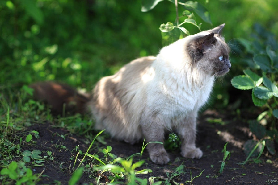 Katze alleine lassen: Wie lange ist vertretbar? - Tier Glück