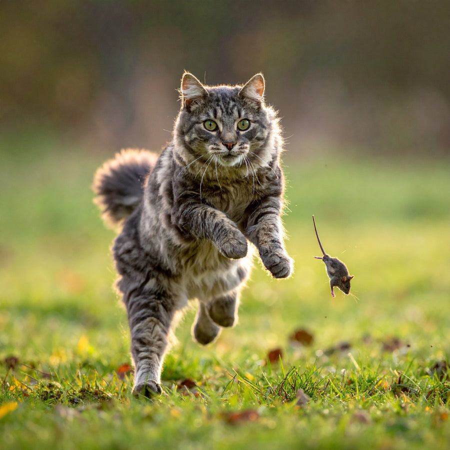Katze bringt Beute nach Hause – warum sie das tut und was dahinter steckt - Tier Glück