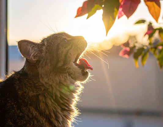 Katze erbricht Futter – Ursachen und was Sie jetzt tun sollten - Tier Glück