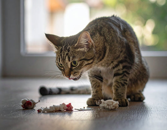 Katze erbricht Schaum – mögliche Ursachen und wann Sie handeln sollten - Tier Glück