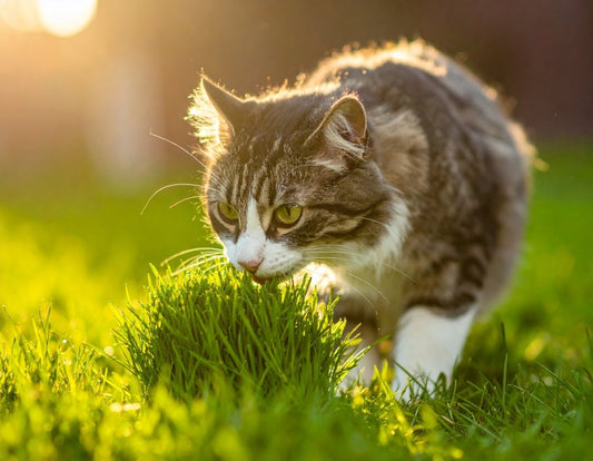 Katze frisst Gras: Gründe, Risiken und Katzengras - Tier Glück
