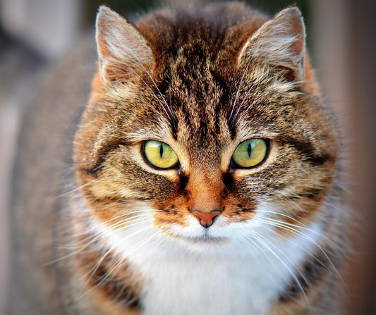 Katze hat Durchfall: Ursachen, Hausmittel & Tierarzt - Tier Glück