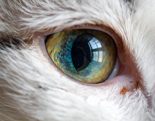 Katze hat tränende Augen – mögliche Ursachen und wann Sie handeln sollten - Tier Glück