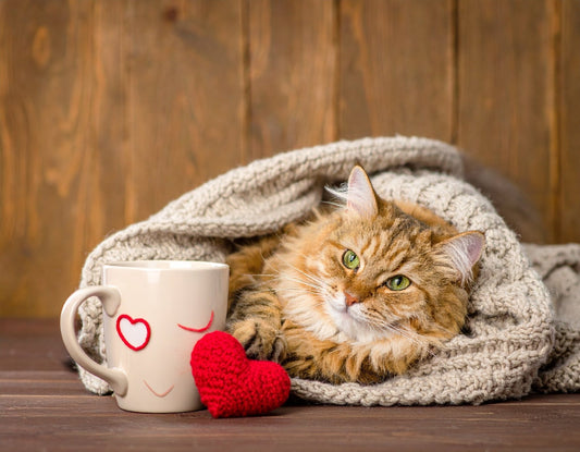 Katze hat warme Ohren – normal oder ein Warnsignal? - Tier Glück