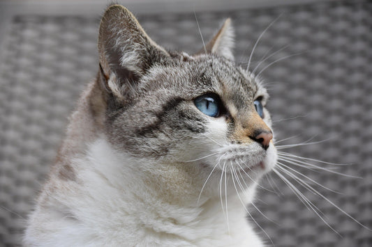 Katze leckt sich ständig: Wann ist das auffällig? - Tier Glück