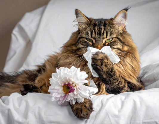 Katze niest ständig – mögliche Ursachen und wann Sie handeln sollten - Tier Glück