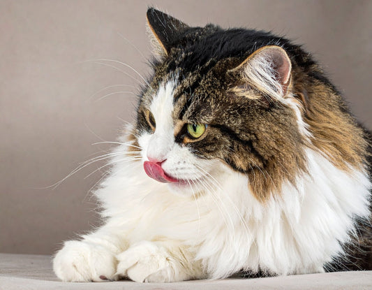 Katze niest und hat tränende Augen: Ursachen und was dahinterstecken kann - Tier Glück