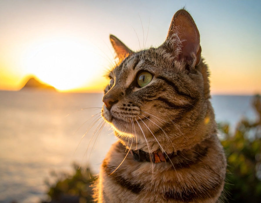 Katze schüttelt ständig den Kopf: Ursachen & Warnzeichen - Tier Glück