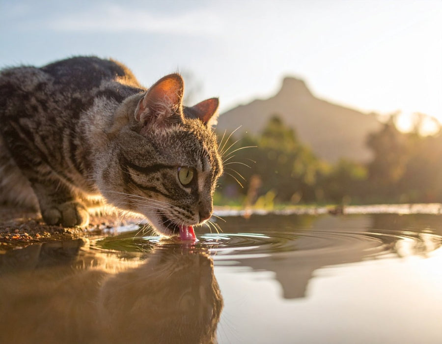 Katze trinkt viel: Ursachen, Trinkmenge und Warnzeichen - Tier Glück
