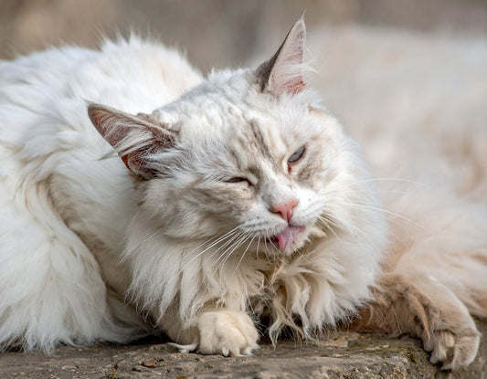 Katze verliert Fell – wann ist das normal und wann sollten Sie handeln? - Tier Glück