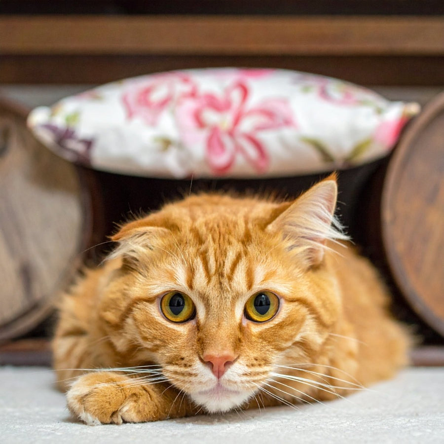 Katze versteckt sich oder ist unruhig? So erkennst du Stress & wie Bachblüten helfen - Tier Glück