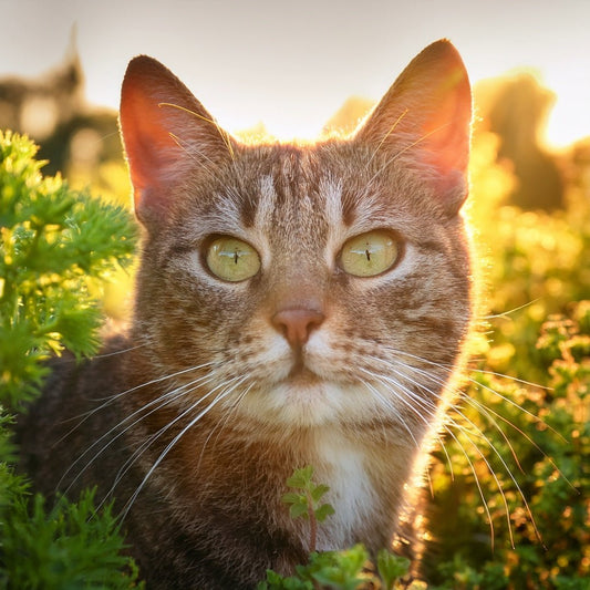 🐾 Katzenpflege & Routine – mit natürlichen Wurmerli Drops 🌿 - Tier Glück