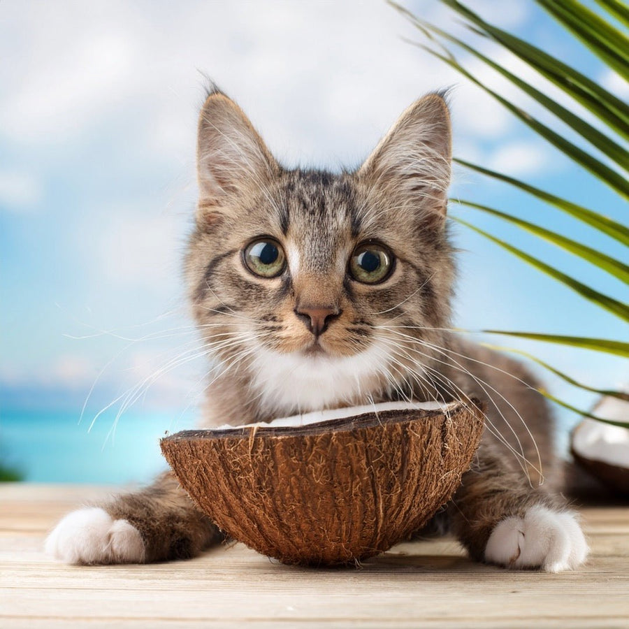 🐱 Natürliche Leckerlis für Katzen – kleine Belohnungen mit großer Wirkung - Tier Glück