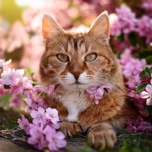 Sanfte Unterstützung für mehr Ruhe und Gelassenheit bei Hund und Katze - Tier Glück