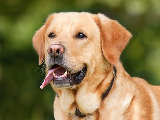 Sommerhitze & Haustiere – So schützt du deinen Hund oder deine Katze vor hohen Temperaturen - Tier Glück