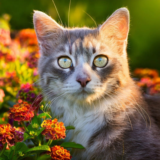 Stress bei Katzen – Tipps für mehr Gelassenheit im Alltag - Tier Glück