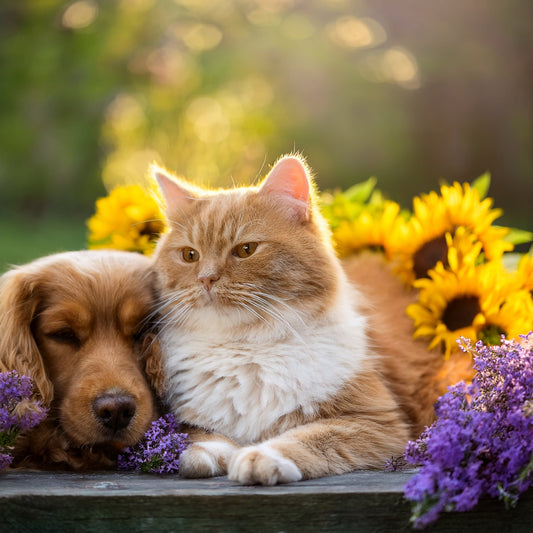 Stress & Beruhigung für Hunde & Katzen – Natürliche Lösungen durch funktionale Leckerlis - Tier Glück