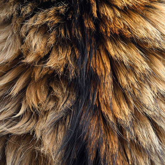 Trockene Haut & Schuppen bei Katzen – wie Ernährung und Alltag das Hautbild beeinflussen - Tier Glück