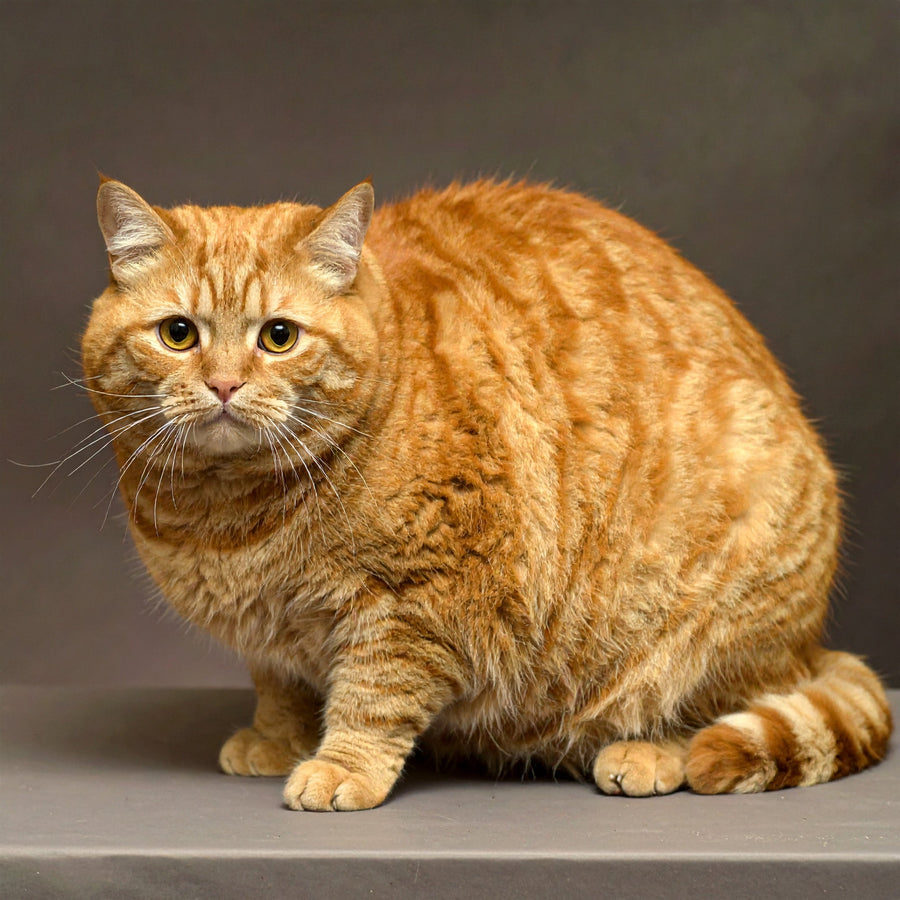 Übergewicht bei Katzen erkennen – typische Anzeichen, Ursachen und Alltagseinordnung - Tier Glück
