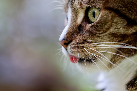 Warum folgt mir meine Katze überall hin? 10 Gründe - Tier Glück