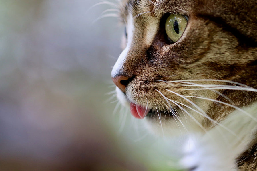 Warum folgt mir meine Katze überall hin? 10 Gründe - Tier Glück