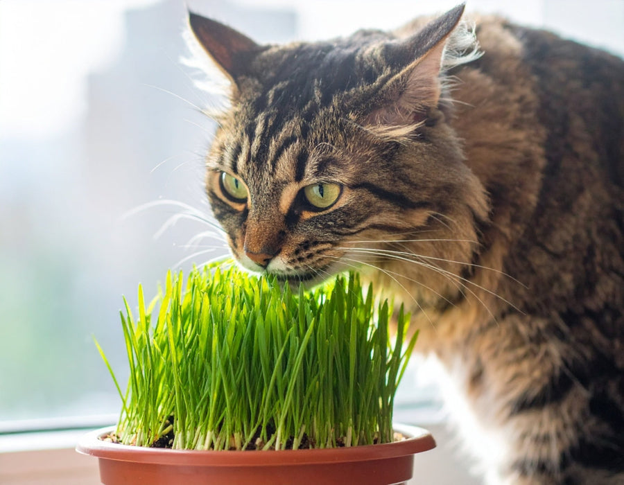 Warum frisst meine Katze Gras? – normal oder Warnsignal? - Tier Glück