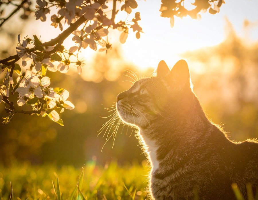Warum ist meine Katze im Frühling plötzlich so aktiv? – Verhalten erklärt - Tier Glück